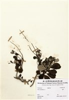 藏品(蔓荊子)的圖片